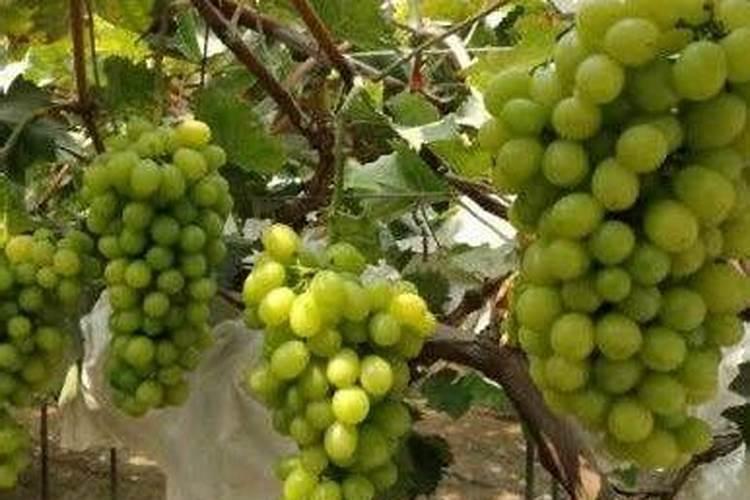 葡萄种植不同时期如何追肥施肥注意事项