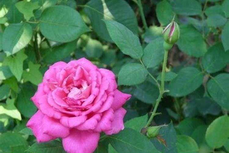 夏季月季需要每天打杀菌药吗