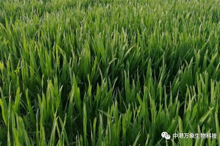 小麦施肥最佳时间