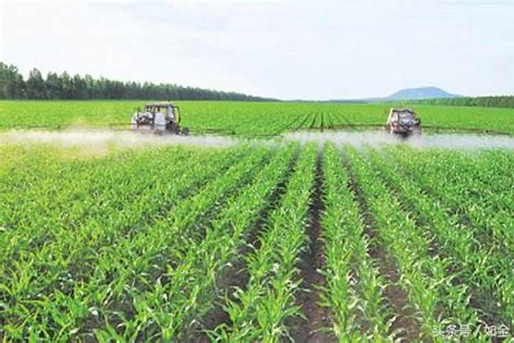 桃树什么时间可追三个15的纯硫酸钾复合肥