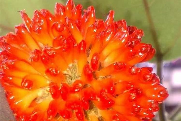 氮磷钾复合肥是什么肥料