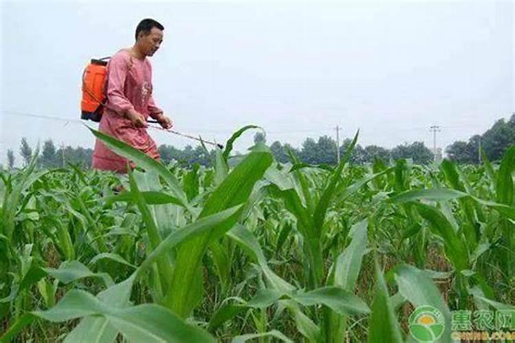 玉米几个叶喷叶面肥 怎么施肥效果最好