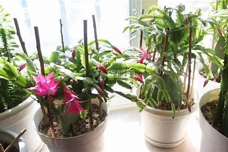 蟹爪兰怎样施肥最好