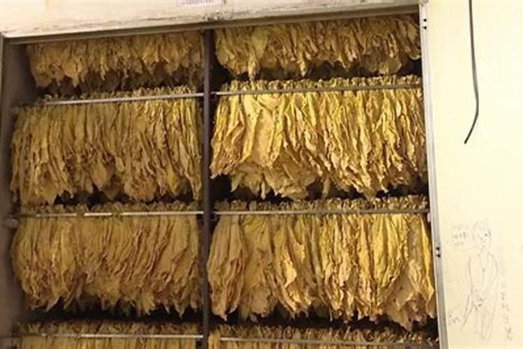 烤烟贪青有什么办法变黄`