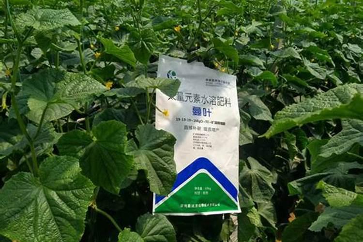 水养富贵竹施什么肥