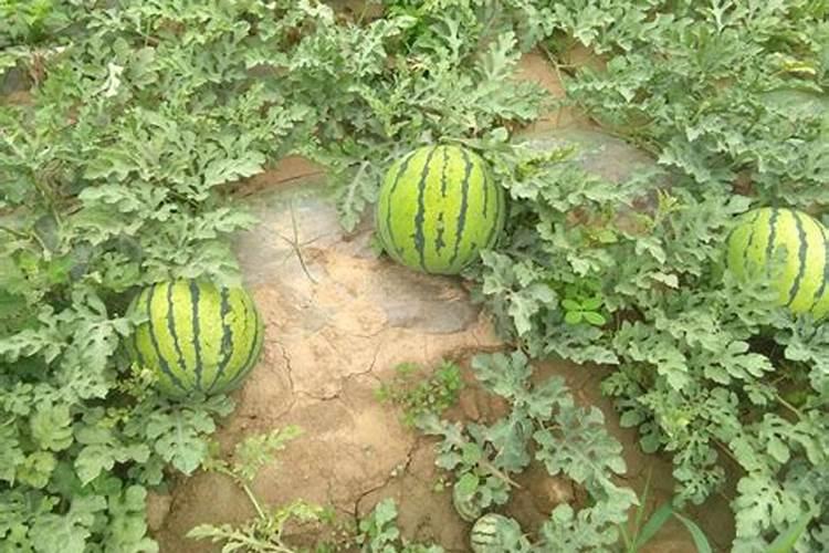 西瓜增甜喷什么叶面肥效果好