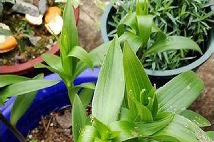 百合花花期多久,百合花开花后怎么处理/施肥浇水养护