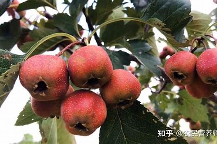 山楂树,平果树用什么肥,复合肥行吗？上多少