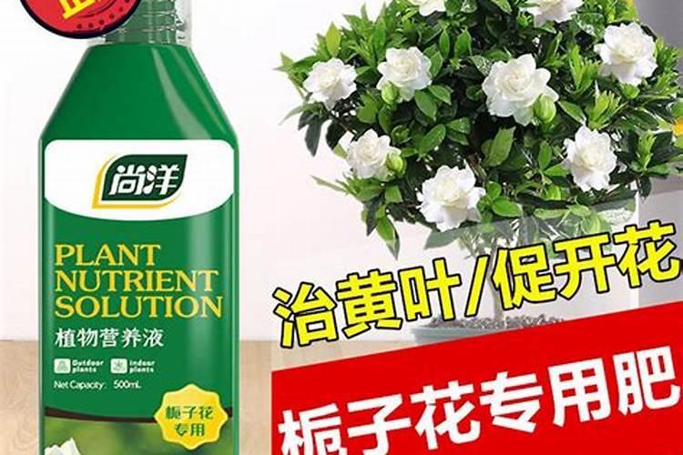 好的花肥品牌,营养液好还是花肥好