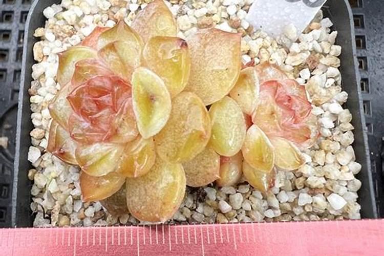 多肉可以施肥吗 多肉如何施肥