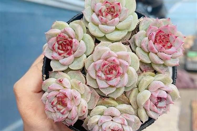 给多肉施什么肥最好