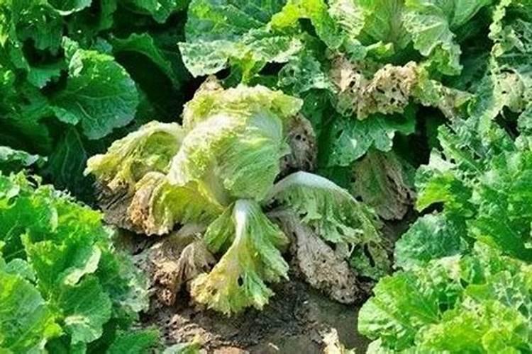 霜降过了白菜能包心吗