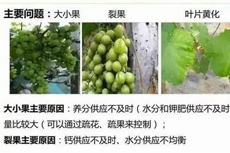 夏黑葡萄用什么膨大剂 附膨大期施肥诀窍