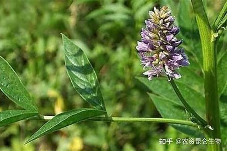 中药材地黄、枸杞、甘草、太子参什么肥料有助长根？