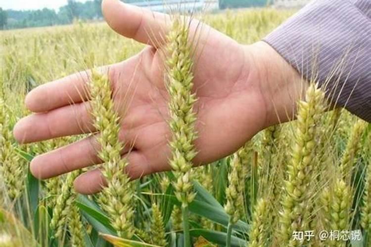 磷酸二氢钾配尿素作用