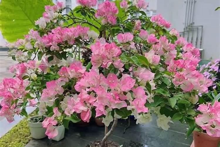 三角梅修剪后施什么肥好