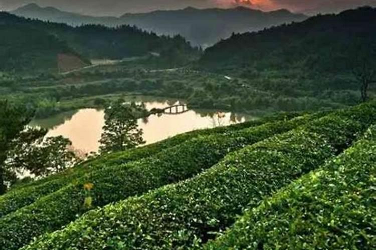 什么能使作物迅速转绿？