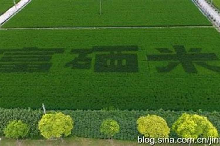 富硒水稻富硒大米富农家硒无忧富硒技术介绍