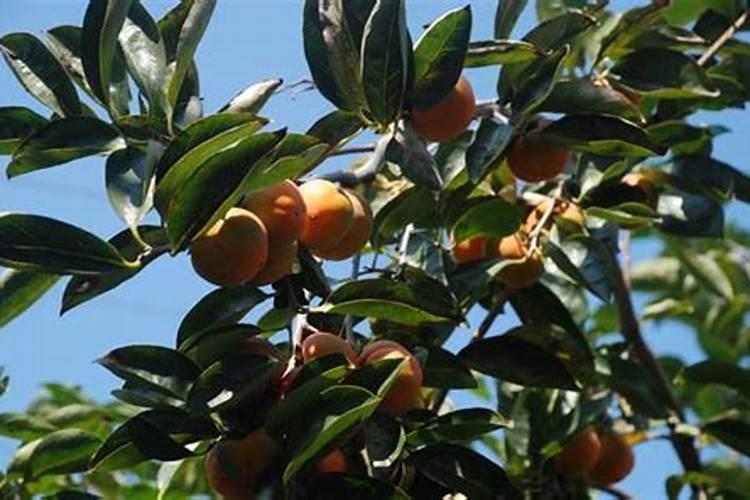 让玉米发酵的方法,都有什么呢？