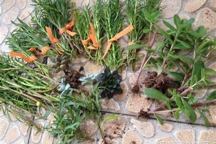 芸苔素内酯做扦插可以用吗？