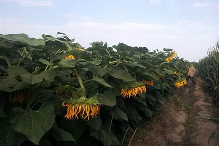 向日葵不开花怎么办