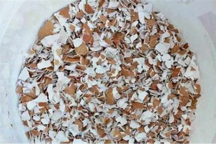 什么东西可以当养花的肥料使用,养花没有肥料,用什么代替