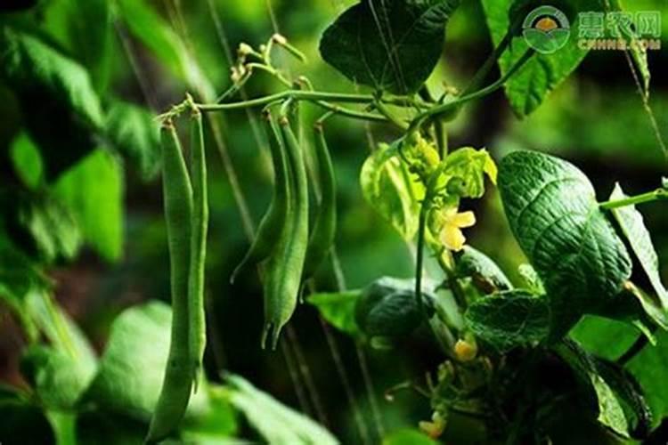 芸豆的养殖方法和注意事项