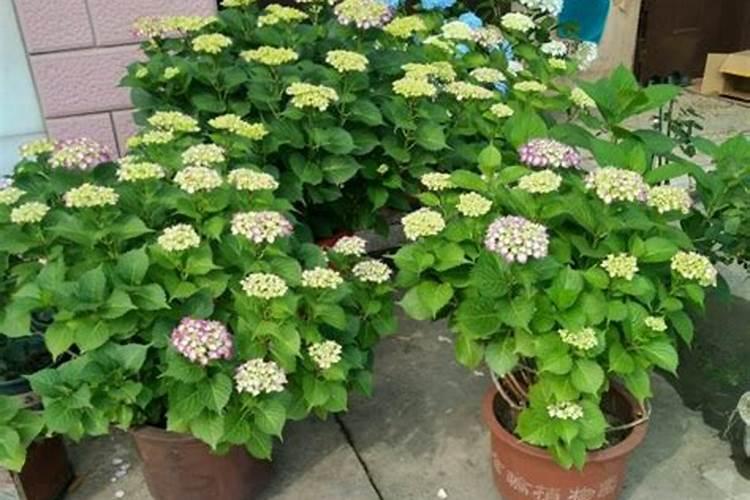 巴斯夫望秋氨基酸水溶肥可以打花吗