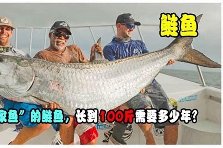 自制氨基酸水溶肥如何使用