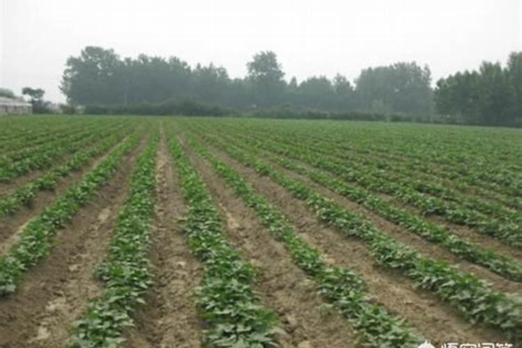 生长栽培过程中芸豆施肥方案总结