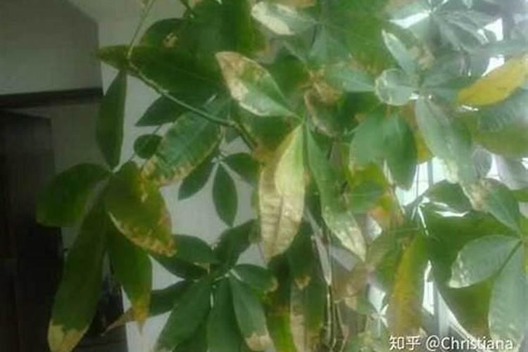 金弹子开花期可以用硫酸亚铁浇水吗？