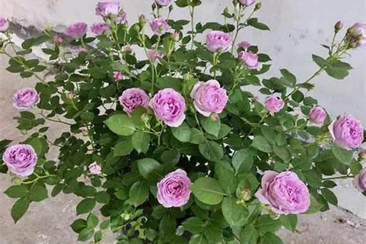 月季花这样施肥,开得更艳