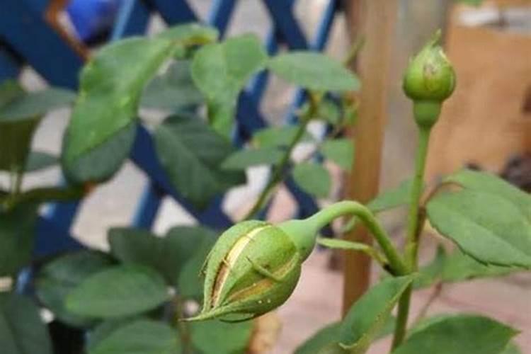 月季的花苞为何蔫了