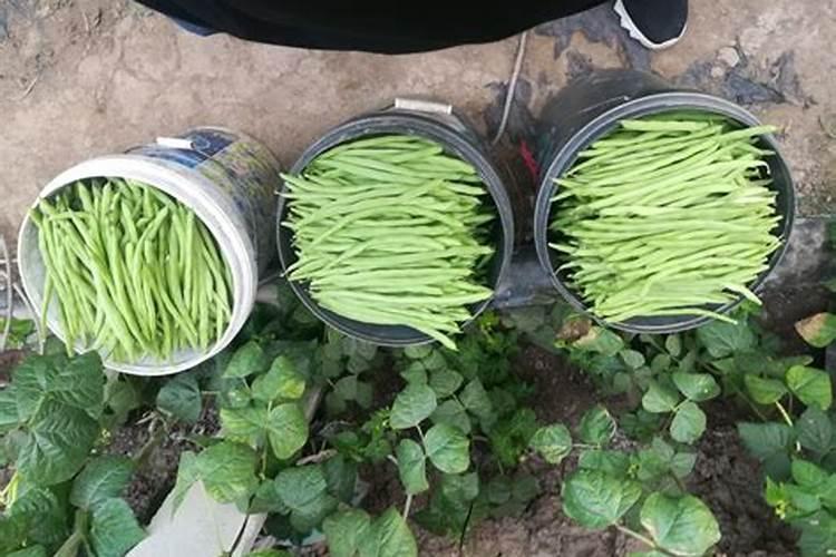 锌肥的作用及使用方法