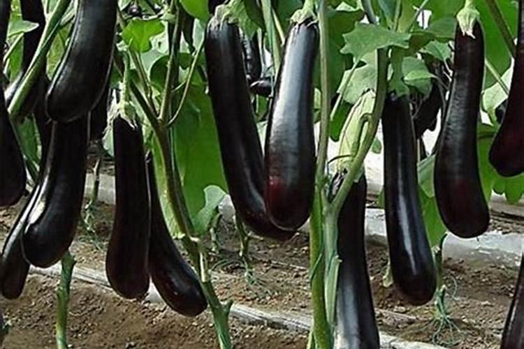 茄子肥害怎么办 茄子肥害怎么办