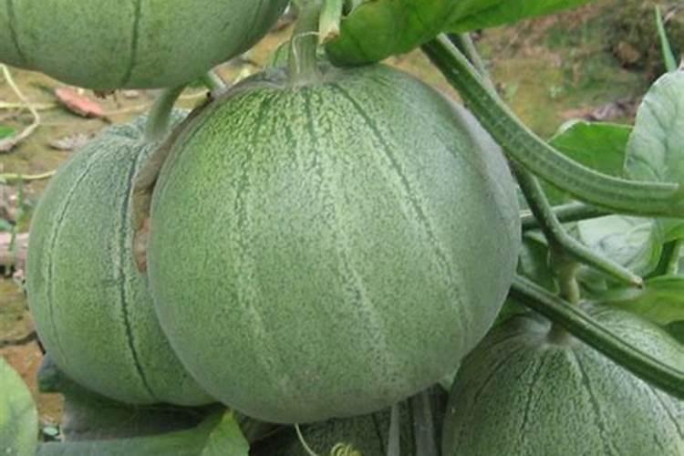 尿素能当叶面肥吗