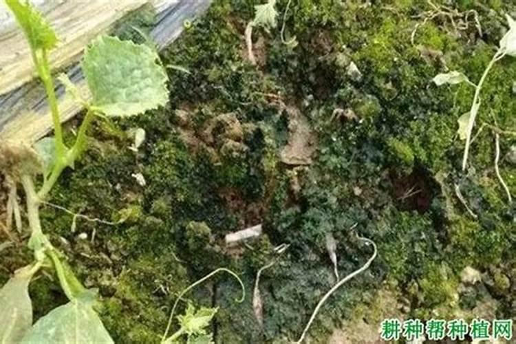 土壤出现青苔红苔该如何治理？