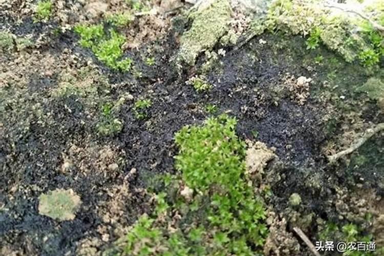 土壤酸化的症状有哪些？该怎样进行调节？