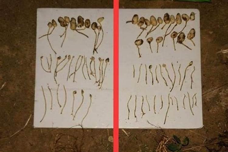 花生底肥用什么肥料好