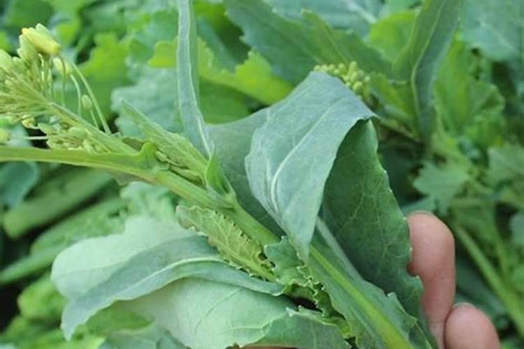 油菜种植用一亩地用多少肥料