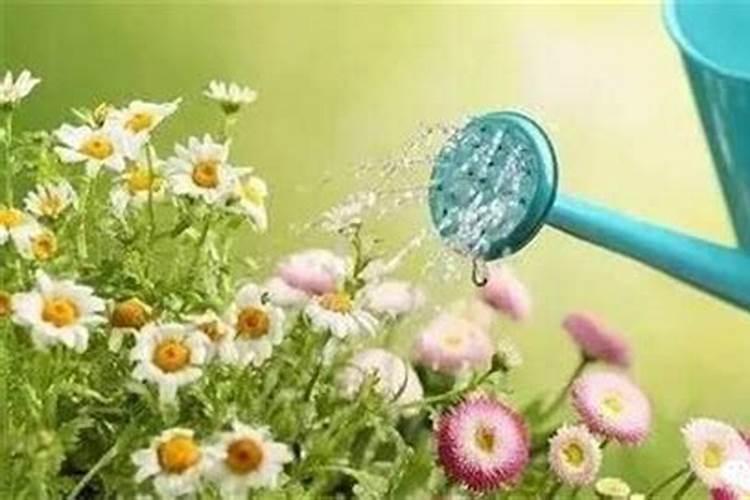 面粉能做花肥吗 面粉可以做肥料吗