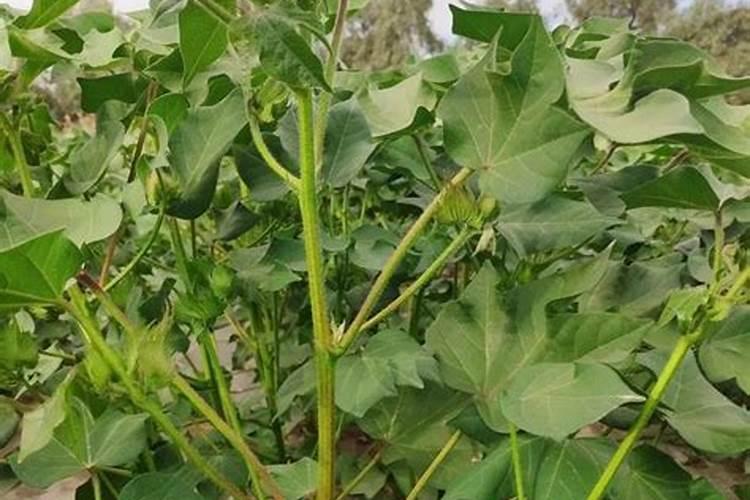 自家精心养的盆栽应怎样施肥才正确