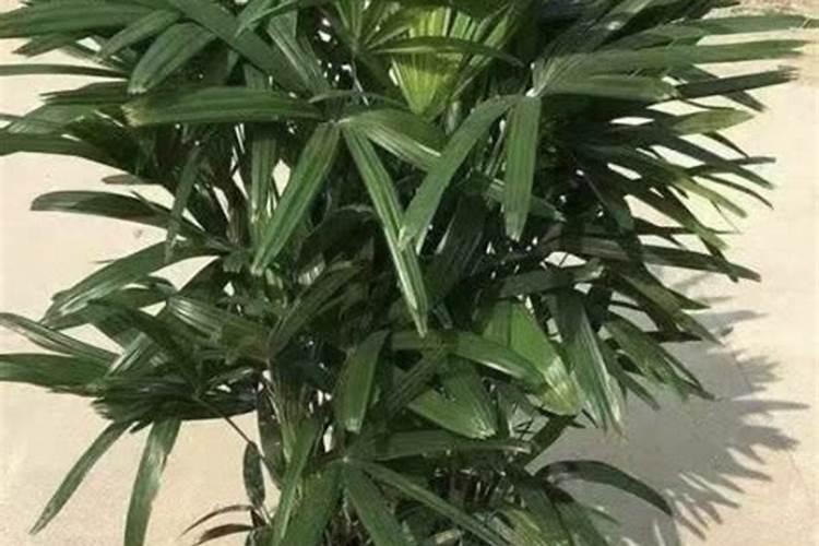 打听一下大家松针土适合养什么花？有哪位高手晓得？