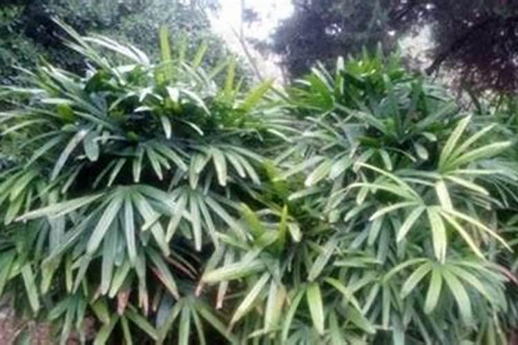 观音棕竹和棕竹的区别 棕竹怎么养