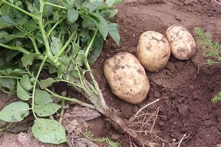 洋芋头怎么种植