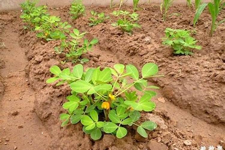 花生开花下针时期,我们应该如何合理的进行培土迎针？