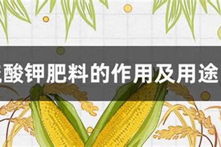 硫酸钾镁肥誉为“白金钾”