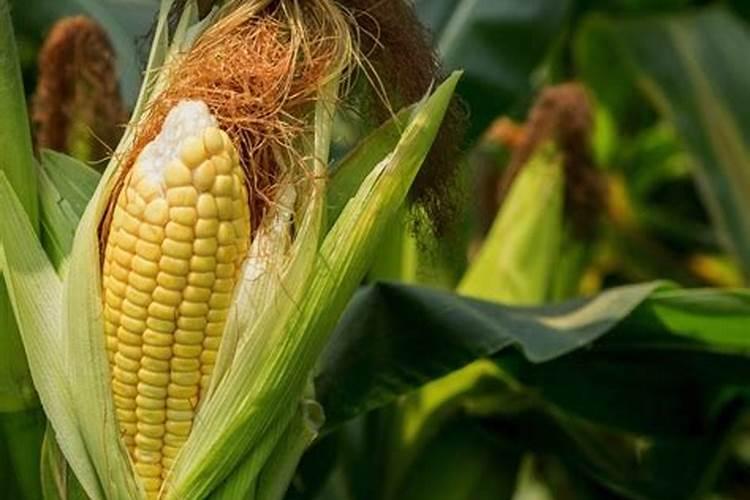 种玉米底肥用什么复合肥好