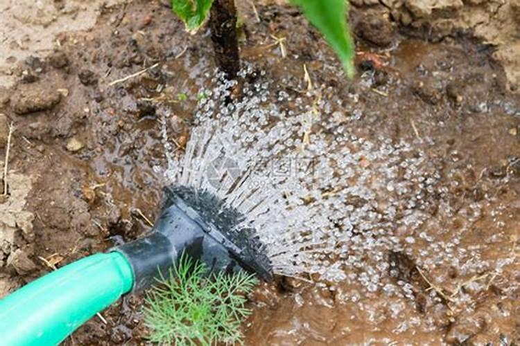 腐植酸水溶肥是什么肥料