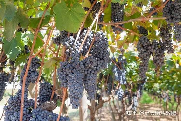 夏黑葡萄转色后期用什么肥料好